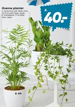 Bilka Grønne planter tilbud