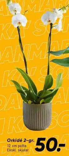 Bilka Blomster / Anthurium tilbud
