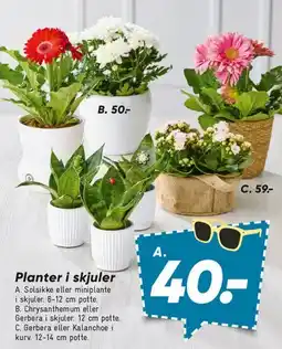 Bilka Planter i skjuler tilbud