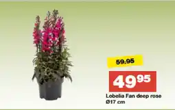Bauhaus Lobelia Fan deep rose Ø17 cm tilbud