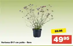 Bauhaus Verbena Ø17 cm potte - flere tilbud