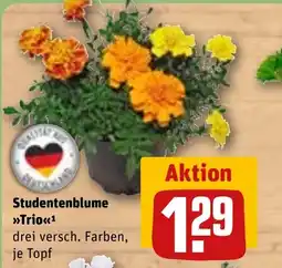 REWE DE Studentenblume Trio tilbud