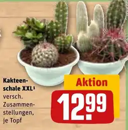REWE DE Kakteen- schale XXL tilbud