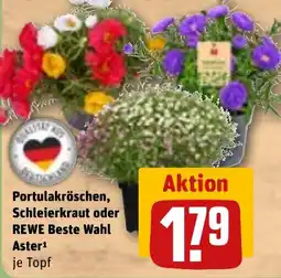 REWE DE Portulakröschen, Schleierkraut oder REWE Beste Wahl Aster tilbud