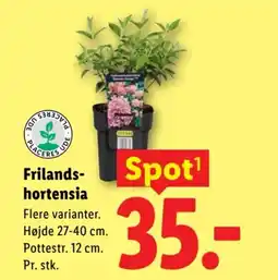 Lidl Frilands- hortensia tilbud