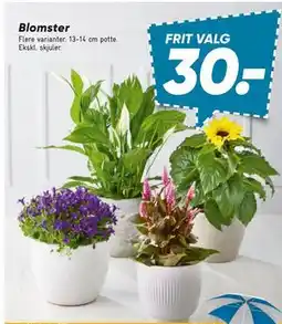 Bilka Blomster tilbud