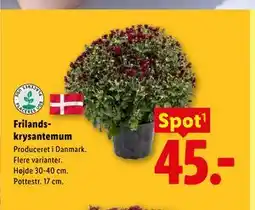Lidl Frilands-krysantemum tilbud