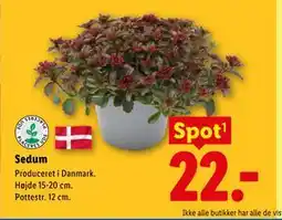 Lidl Sedum tilbud