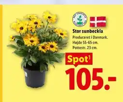 Lidl Stor sunbeckia tilbud