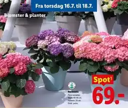 Lidl Hortensia tilbud