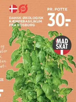 MENY Dansk økologisk kæmpebasilikum tilbud