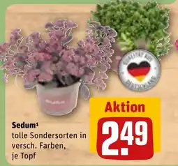 REWE DE Sedum tilbud