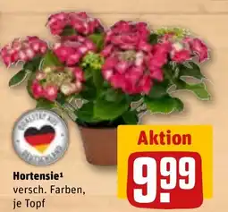 REWE DE Hortensie tilbud