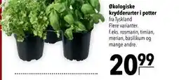 Citti Økologiske krydderurter i potter tilbud