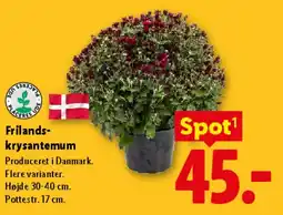 Lidl Frilandskrysantemum tilbud