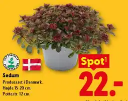 Lidl Sedum tilbud