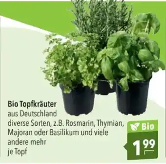 Citti Bio Topfkräuter tilbud