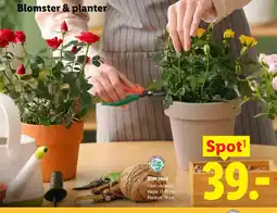 Lidl Stor rose tilbud