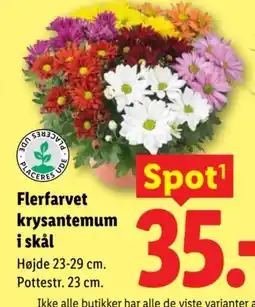 Lidl Flerfarvet krysantemum i skål tilbud