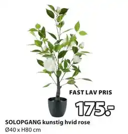 JYSK SOLOPGANG kunstig hvid rose tilbud