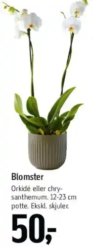Føtex Blomster (Orkidé / Chrysanthemum) tilbud