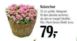 Føtex Kalanchoe tilbud