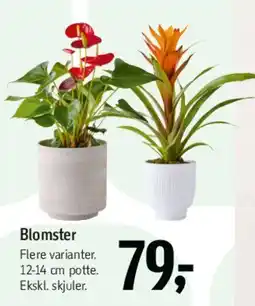 Føtex Blomster tilbud