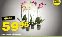 Bauhaus Orkidé 2-grenet Phalaenopsis tilbud