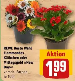 REWE DE REWE Beste Wahl Flammendes Käthchen oder Mittagsgold New Day tilbud