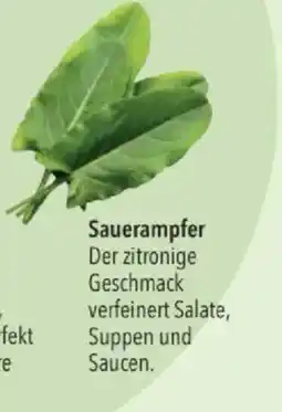 Citti Sauerampfer tilbud