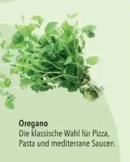 Citti Oregano tilbud