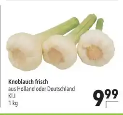 Citti Knoblauch frisch tilbud