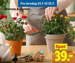 Lidl Stor rose tilbud