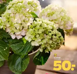 Netto Hortensia tilbud