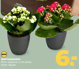 Netto Mini kalanchoe tilbud