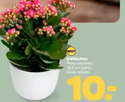 Netto Kalanchoe tilbud