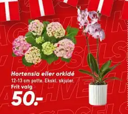 Bilka Hortensia eller orkidé tilbud