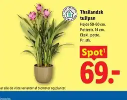 Lidl Thailandsk tulipan tilbud