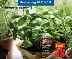 Lidl Stor økologisk krydderurt tilbud