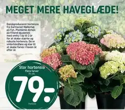 REMA 1000 Stor hortensia tilbud