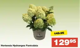 Bauhaus Hortensia Hydrangea Paniculata tilbud