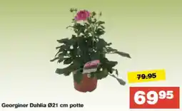 Bauhaus Georginer Dahlia Ø21 cm potte tilbud