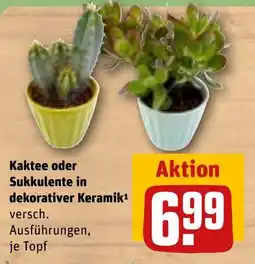 REWE DE Kaktee oder Sukkulente in dekorativer Keramik tilbud
