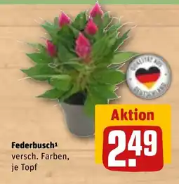REWE DE Federbusch tilbud
