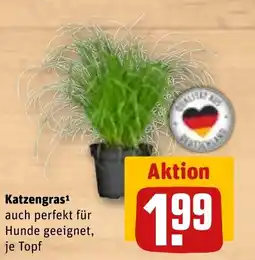 REWE DE Katzengras tilbud
