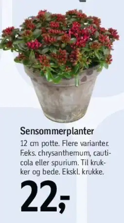 Føtex Sæsonplanter tilbud