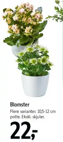 Føtex Blomster tilbud