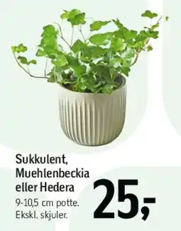 Føtex Sukkulent, Muehlenbeckia eller Hedera tilbud
