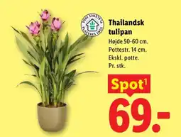 Lidl Thailandsk tulipan tilbud
