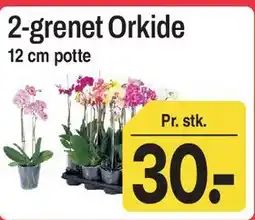 ABC Lavpris 2-grenet Orkide tilbud